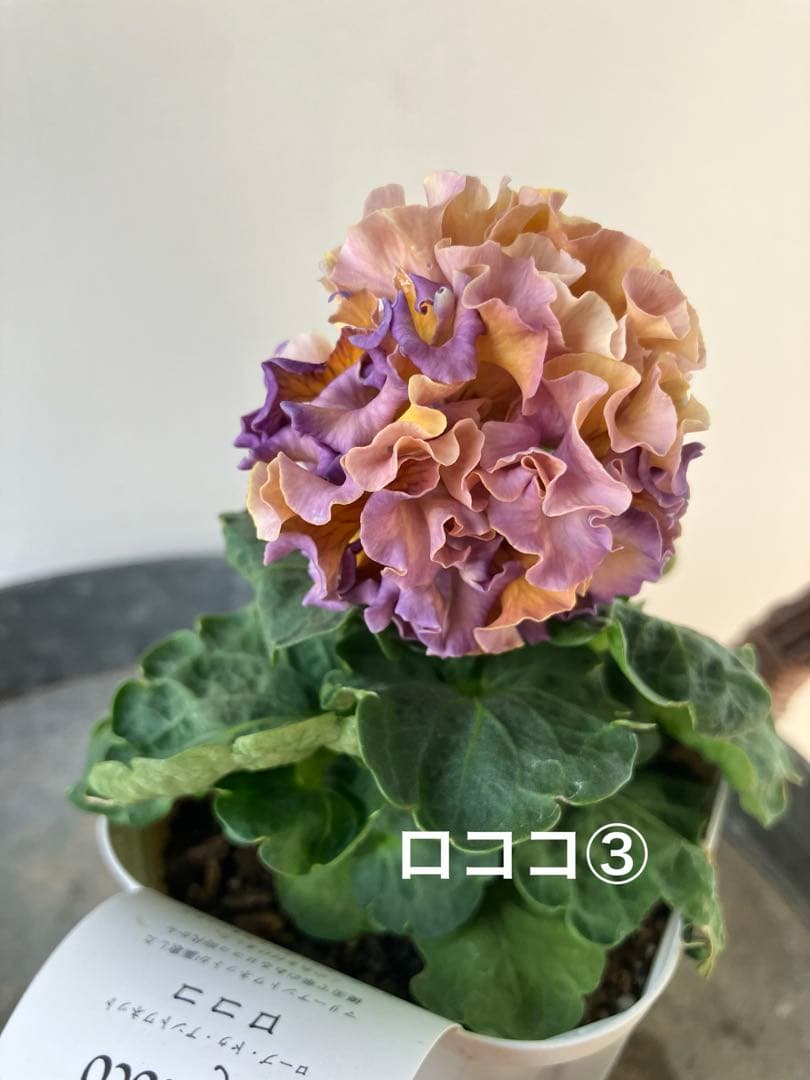 ビオラ　ディアーナ　①ポット苗　、その他リクエスト