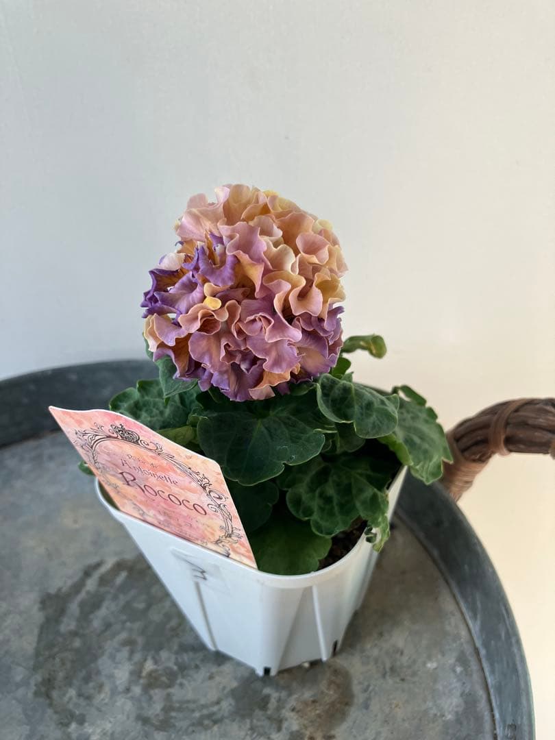 ビオラ　ディアーナ　①ポット苗　、その他リクエスト