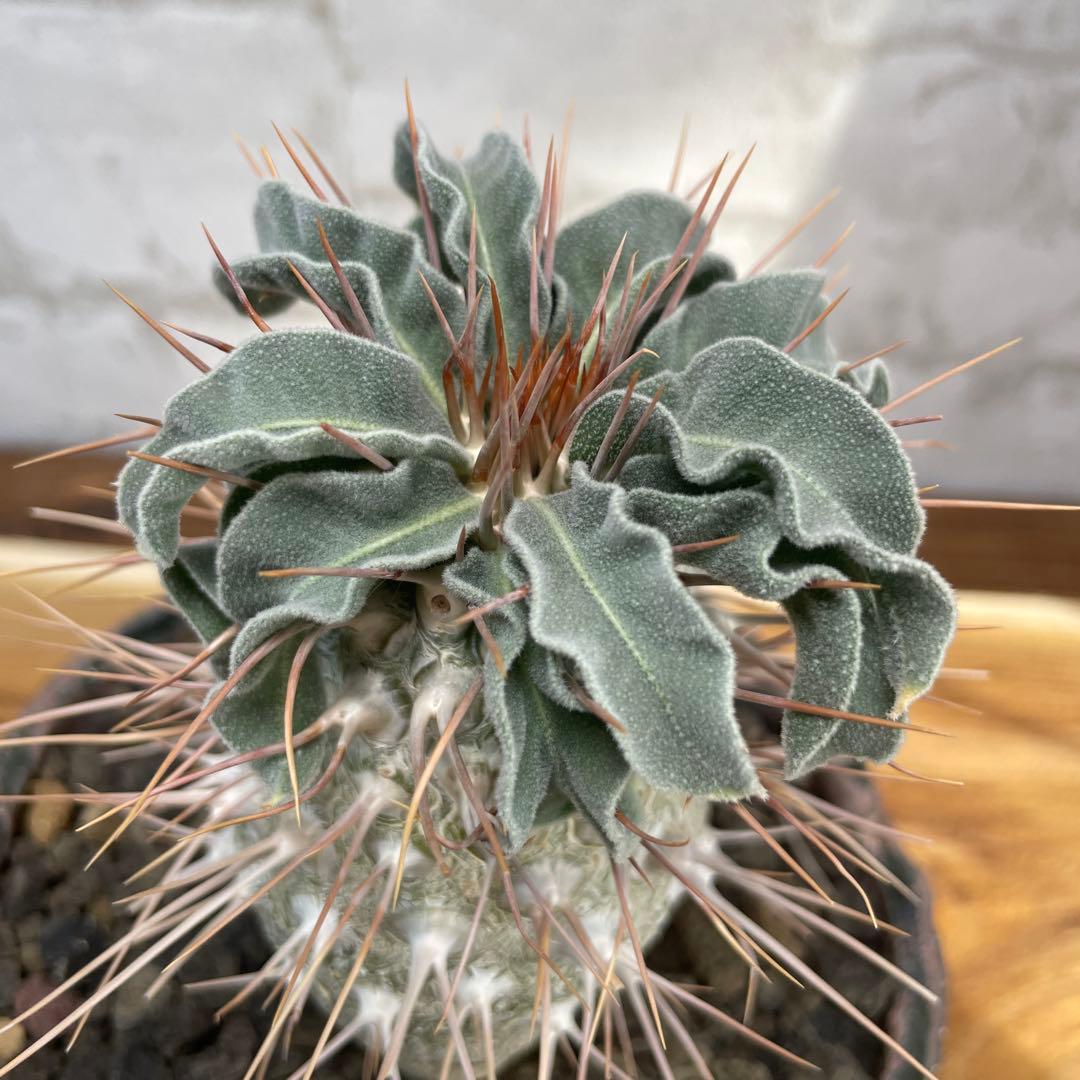 パキポディウム　ナマクアナム　光堂　発根済み　自根