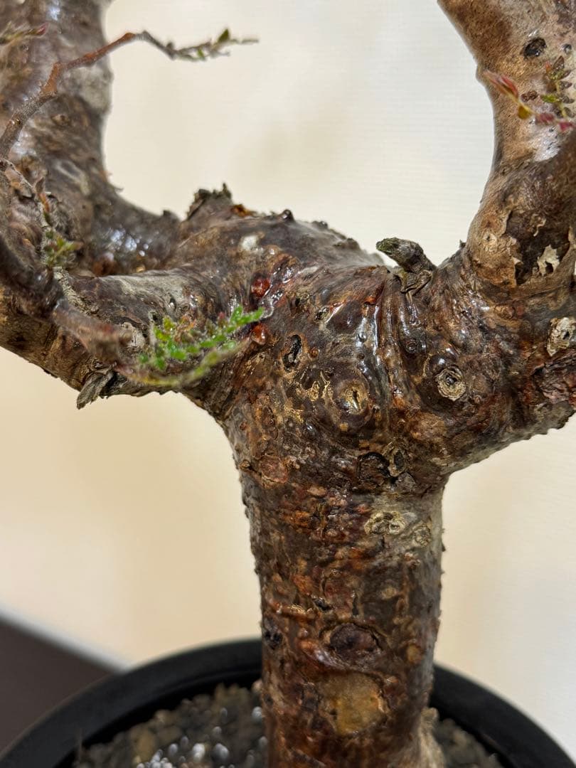 コミフォラ　モンストローサ　現地球良型　発根済み