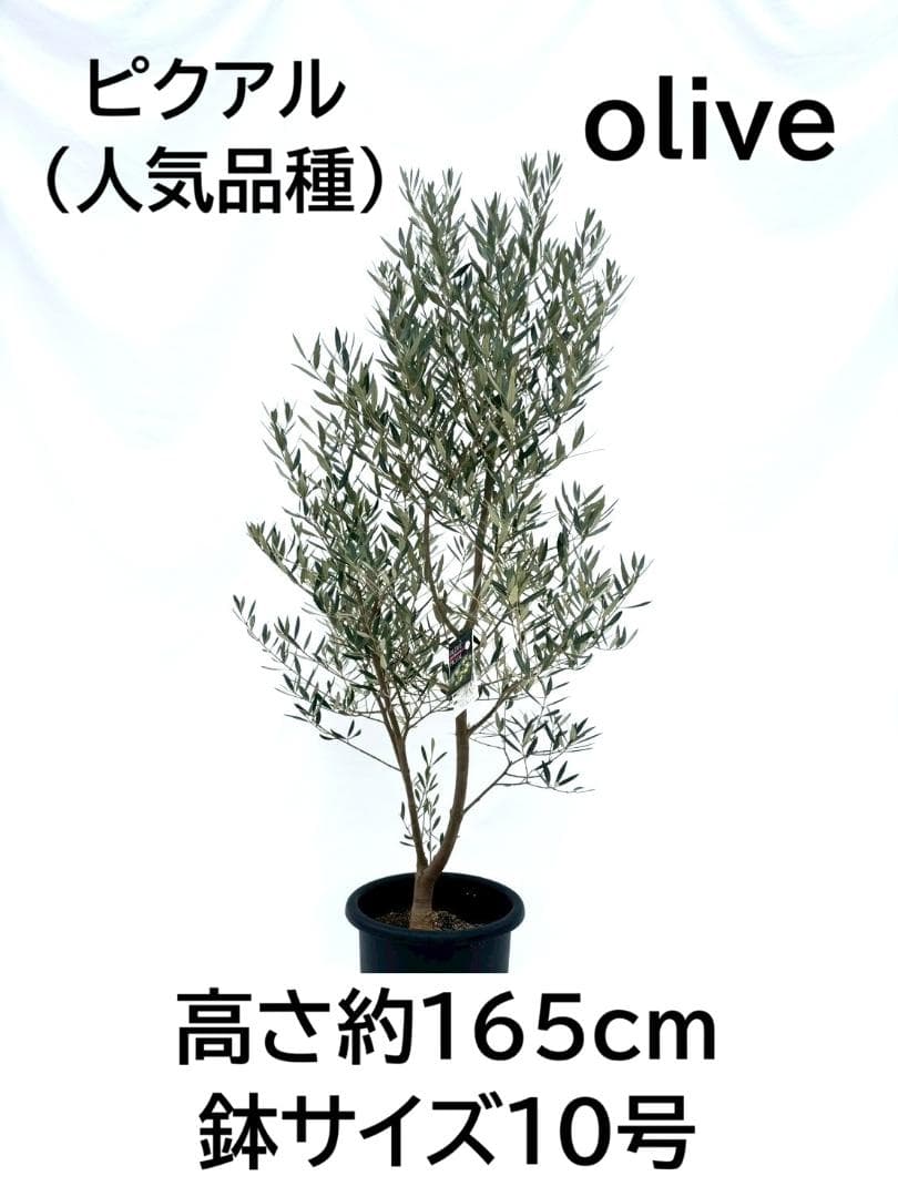 オリーブの木　ピクアル　10号　約165cm　NO.870　人気品種　現品掲載
