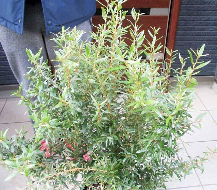 【現品】グレビレア・ビッグレッド　グレビリア　8号鉢　2F番