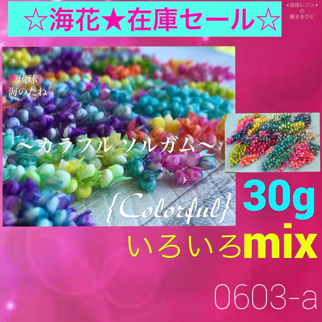 【限定在庫セール】　カラフルソルガム　0603-a インディアンコーン