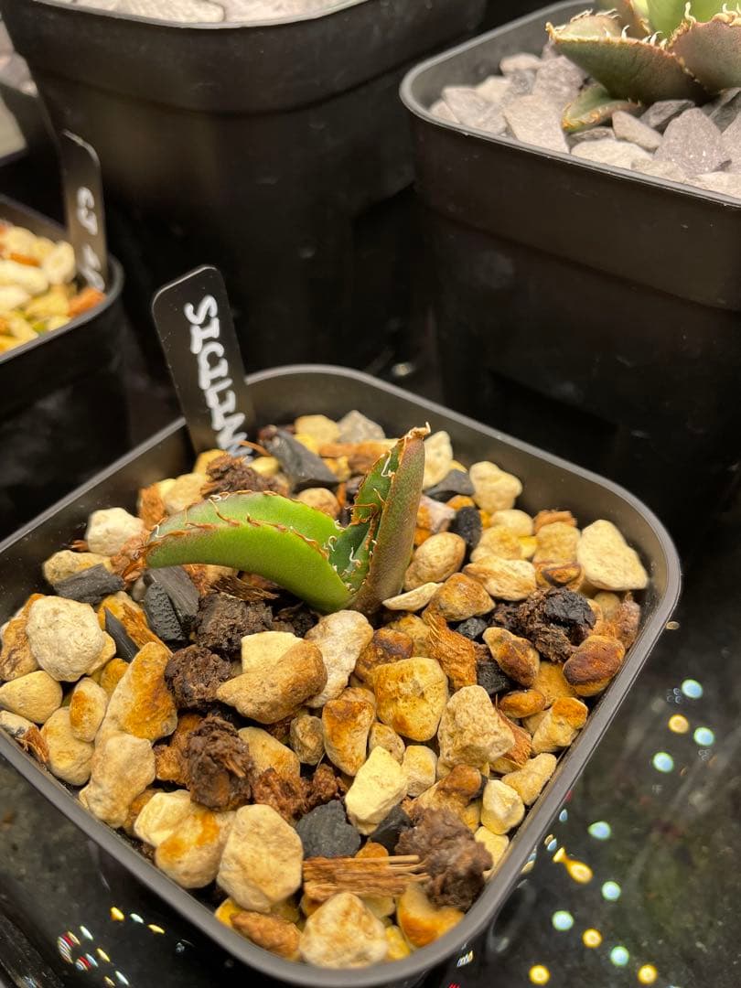 M*4様 agave oteroi siciliana 発根済み　子株