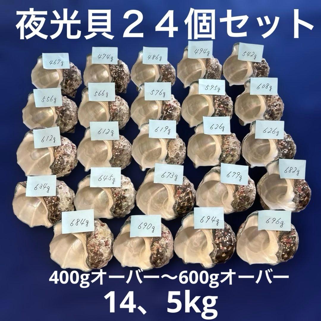 夜光貝　ヤコウ貝　まとめ売り　24個　14、5kg アクセサリー　ルアー