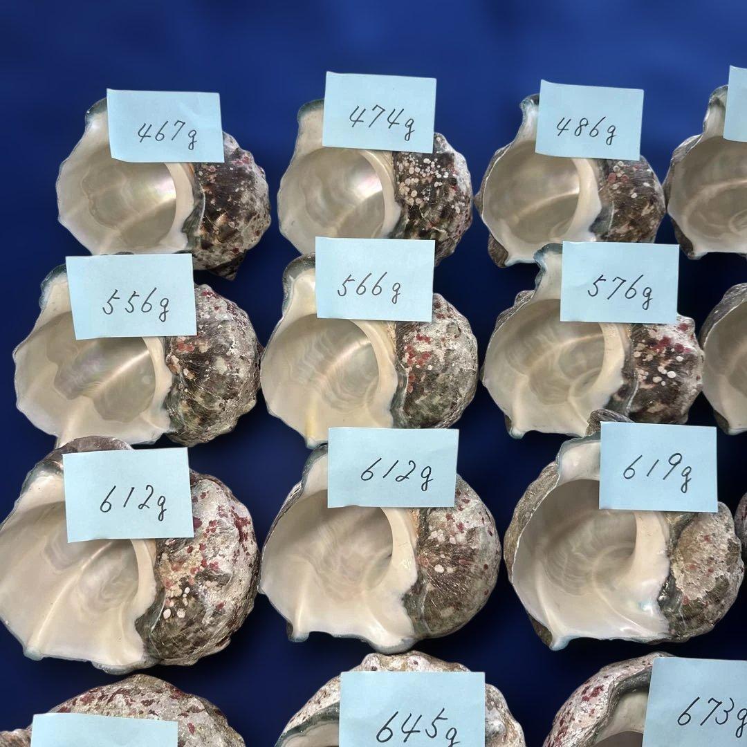 夜光貝　ヤコウ貝　まとめ売り　24個　14、5kg アクセサリー　ルアー