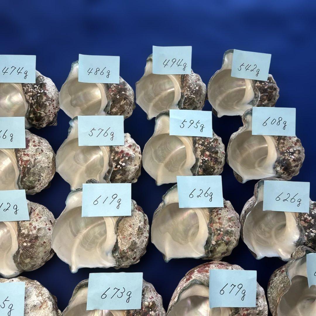 夜光貝　ヤコウ貝　まとめ売り　24個　14、5kg アクセサリー　ルアー