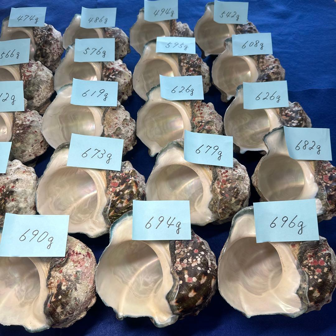 夜光貝　ヤコウ貝　まとめ売り　24個　14、5kg アクセサリー　ルアー