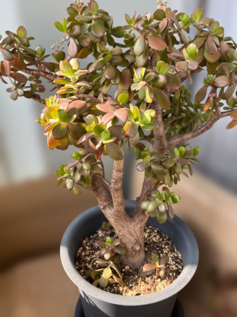 金のなる木（花月）鉢入り