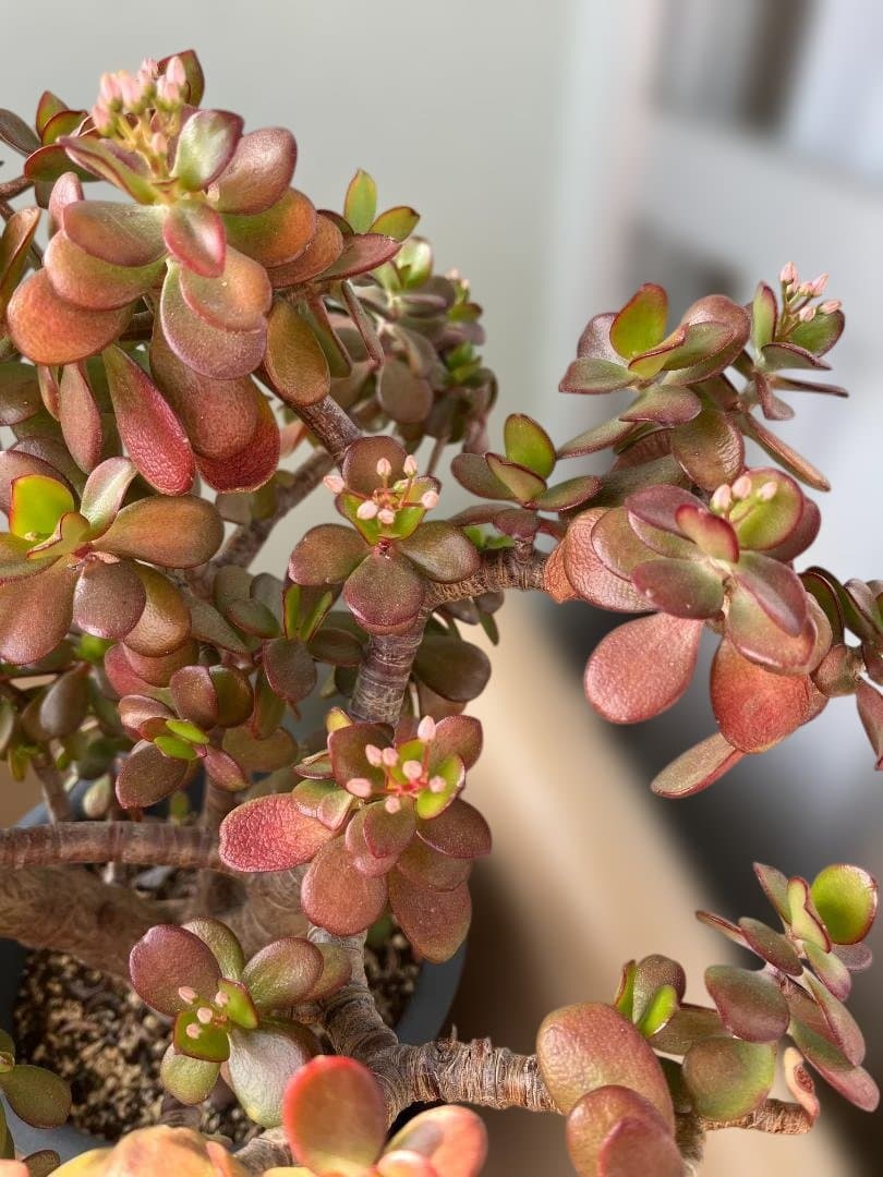 金のなる木（花月）鉢入り