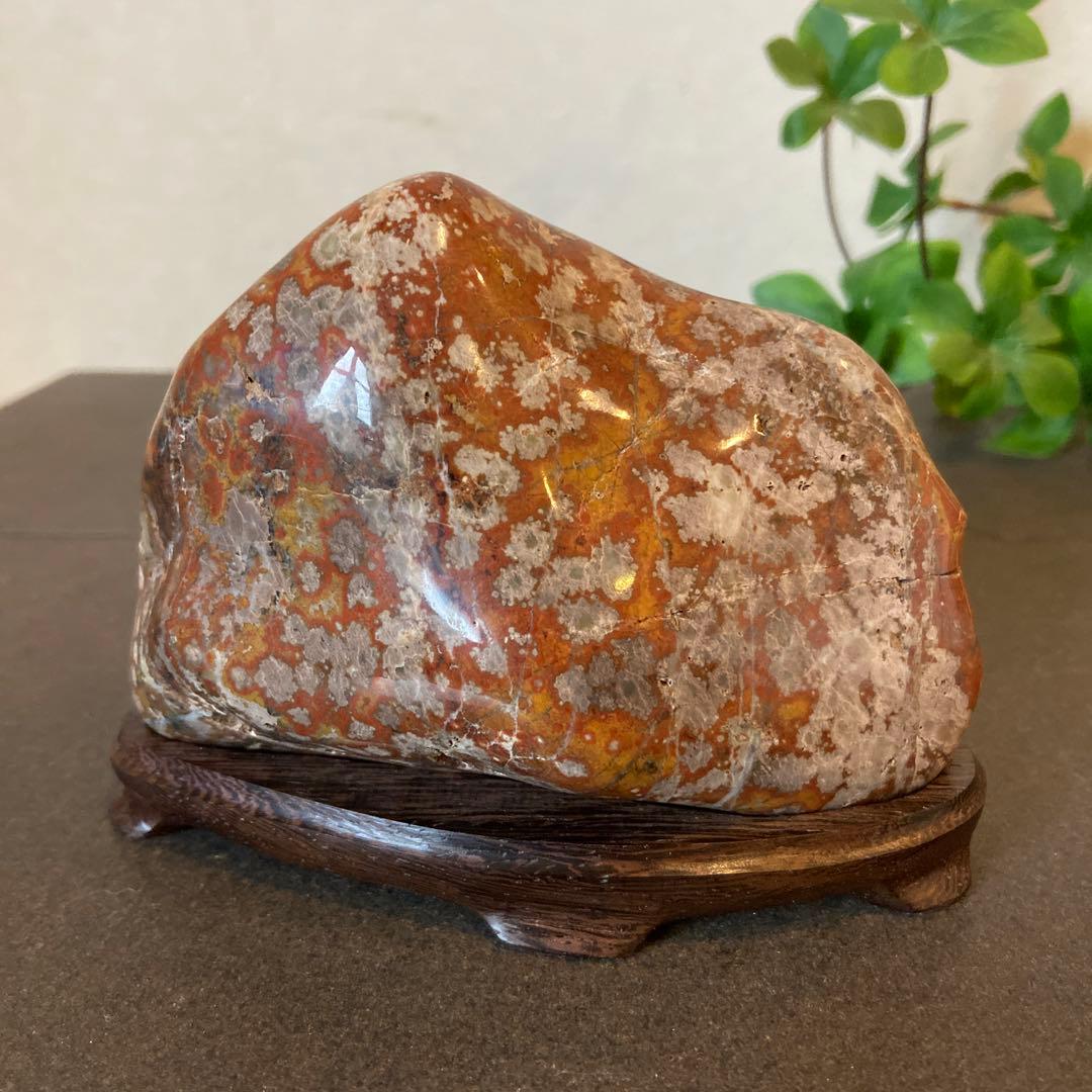 根尾桜石　寒桜　★ 鑑賞石　菊花石　桜石