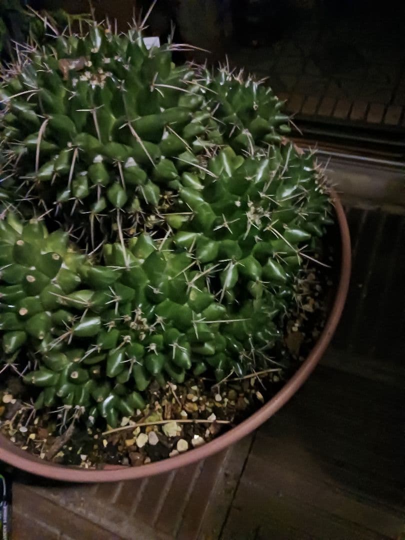 ブカレンシス　群生　サボテン