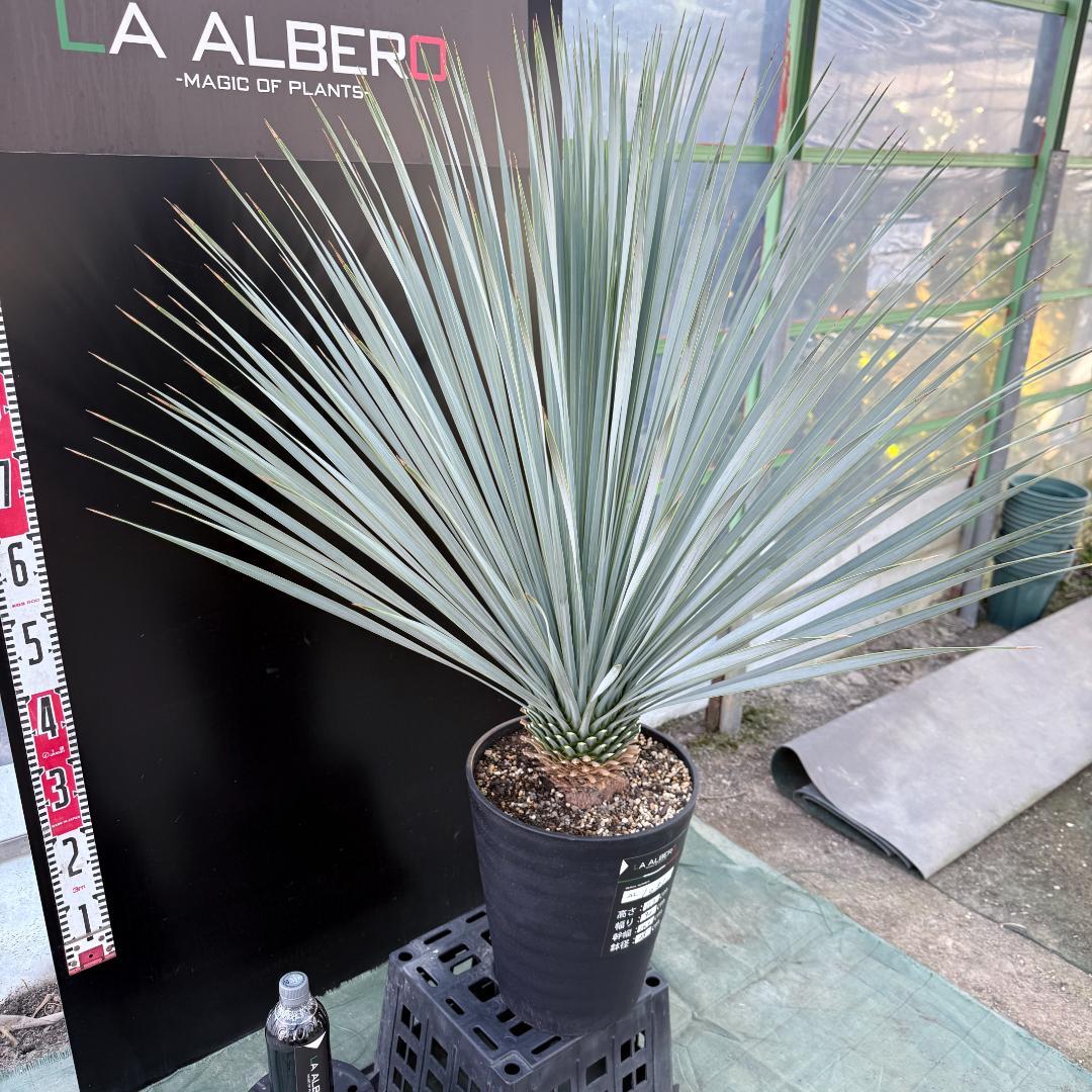 【AL1081】ユッカ　LA ALBERO　ランチョブルー　数量限定販売