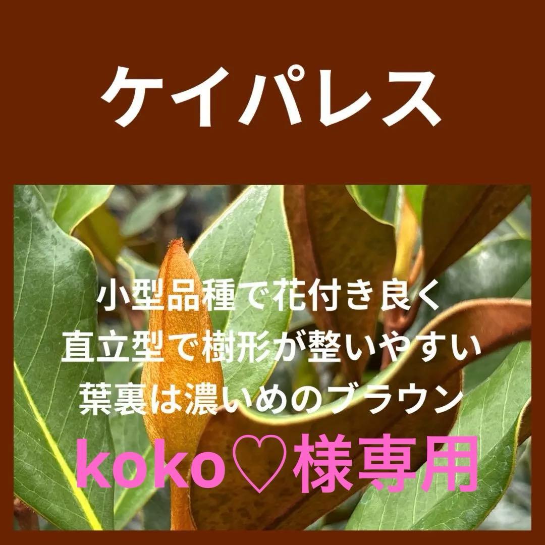 koko♡ 29. ケイパレス マグノリア 泰山木 タイサンボク 苗 苗木