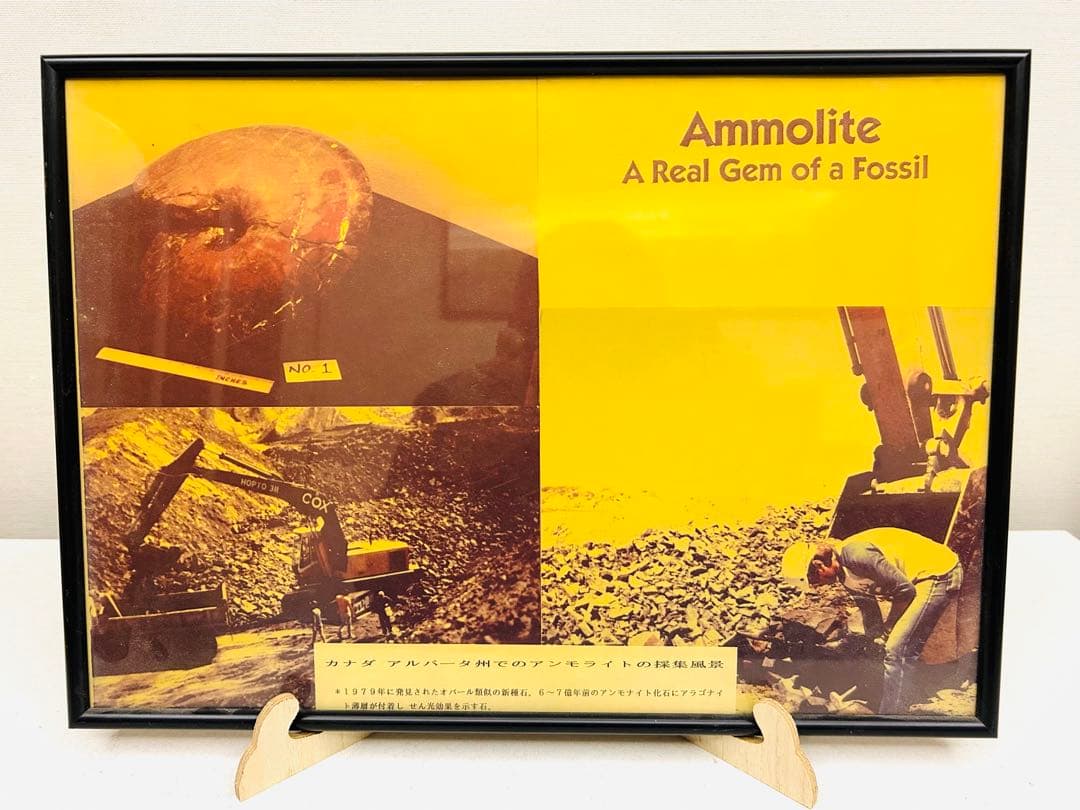アンモライト（Ammolite）原石