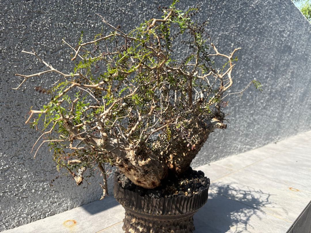 オペルクリアパキプス　塊根植物　2頭　現地株