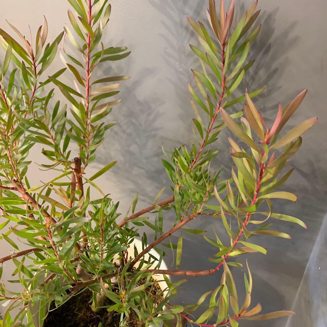 リューカデンドロン インカゴールド