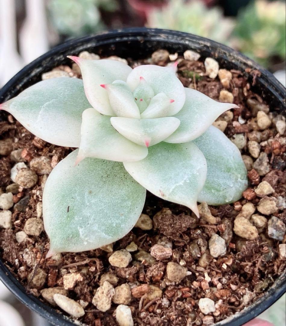 多肉植物　摘芯株　サファイア錦　抜き苗