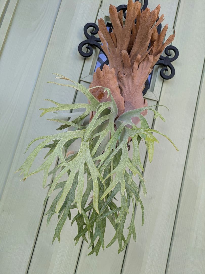 ビカクシダ☆Polaris☆ポラリス☆vp☆子株