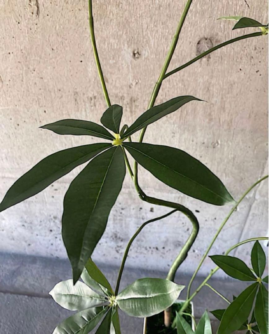 光触媒　人工観葉植物　ウォールグリーン　フェイクグリーン　くねくねパキラj
