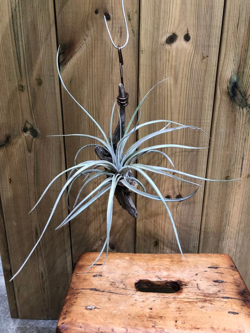 ティランジア・ファシクラータ・ホンジュレンシス