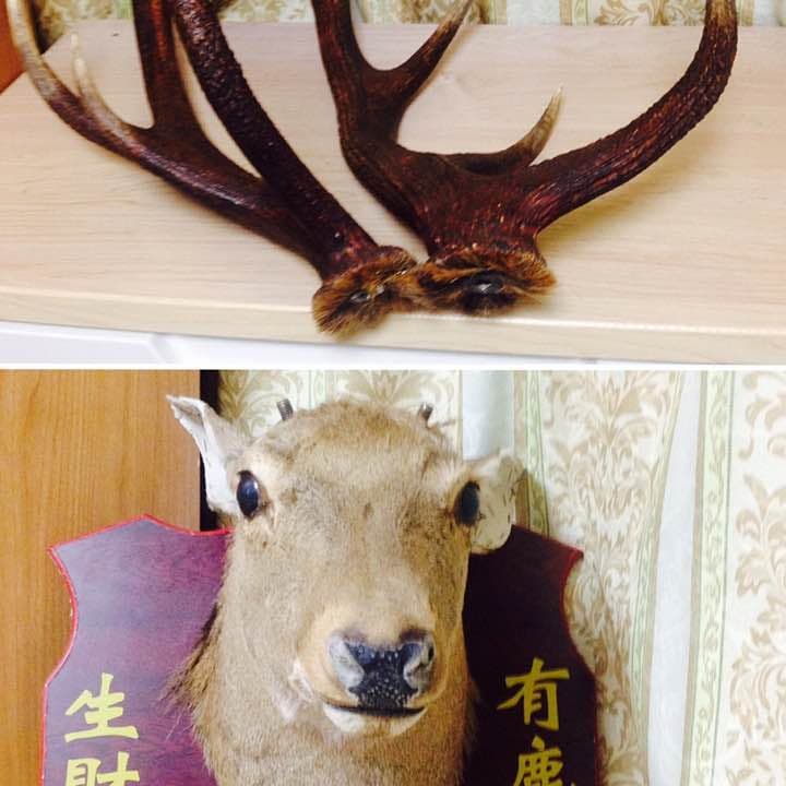 鹿の頭  （商売繁盛、幸せを呼び込む縁起商品）