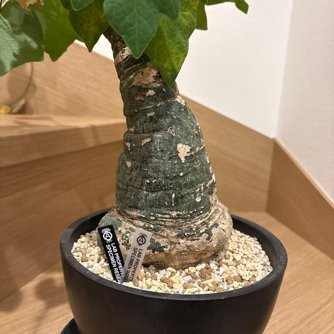 アデニアクリスタルグリーン現地球　塊根植物 黒鉢