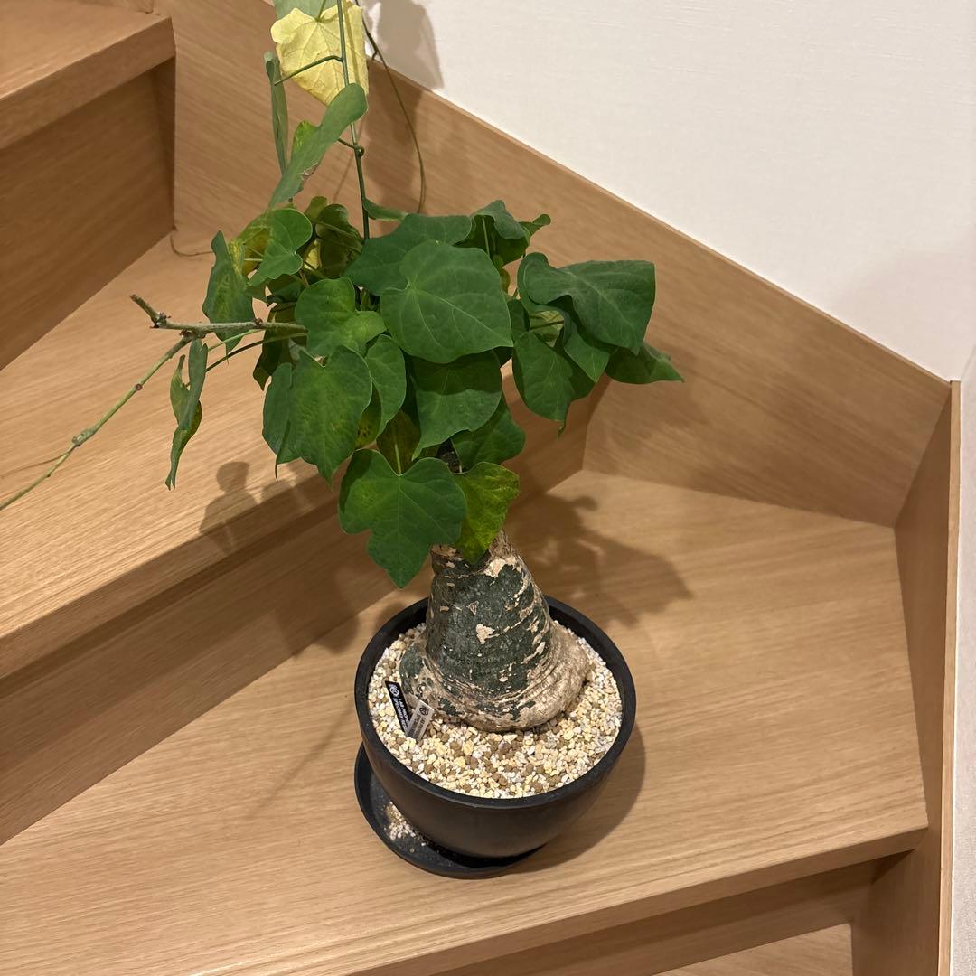 アデニアクリスタルグリーン現地球　塊根植物 黒鉢
