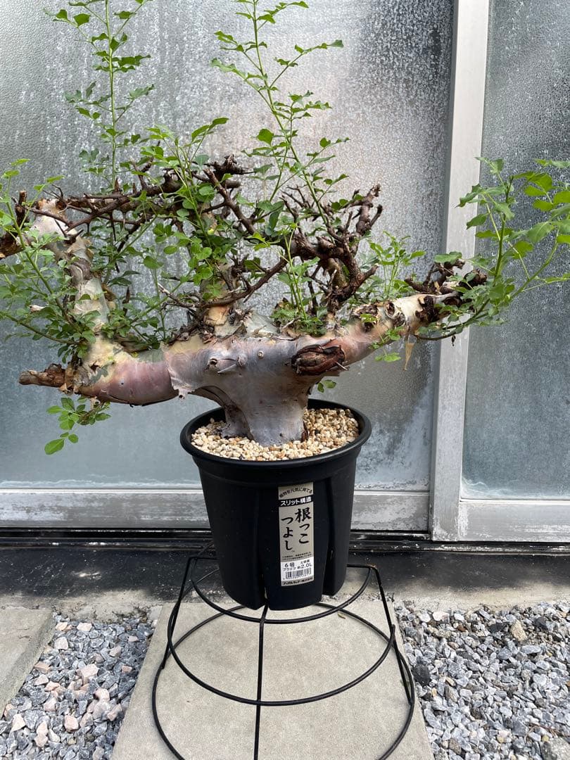 大株 灌木系 塊根植物 コミフォラ カタフ ターカネンシス シャリ付き