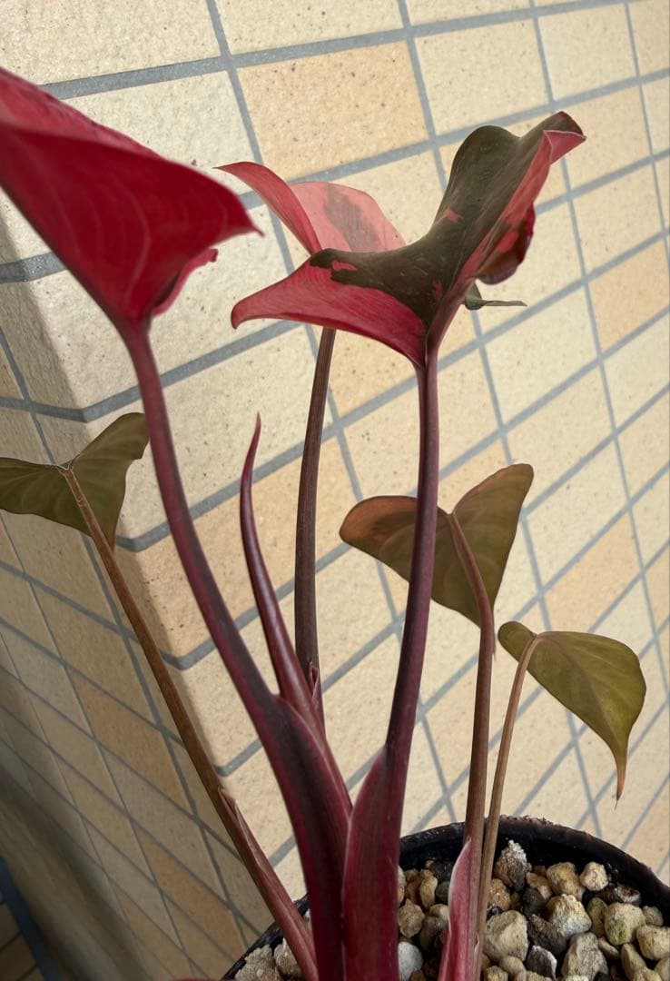 希少　ホマロメナ　ピンクダイヤモンド　大型美株　鉢ごとメルカリ便②