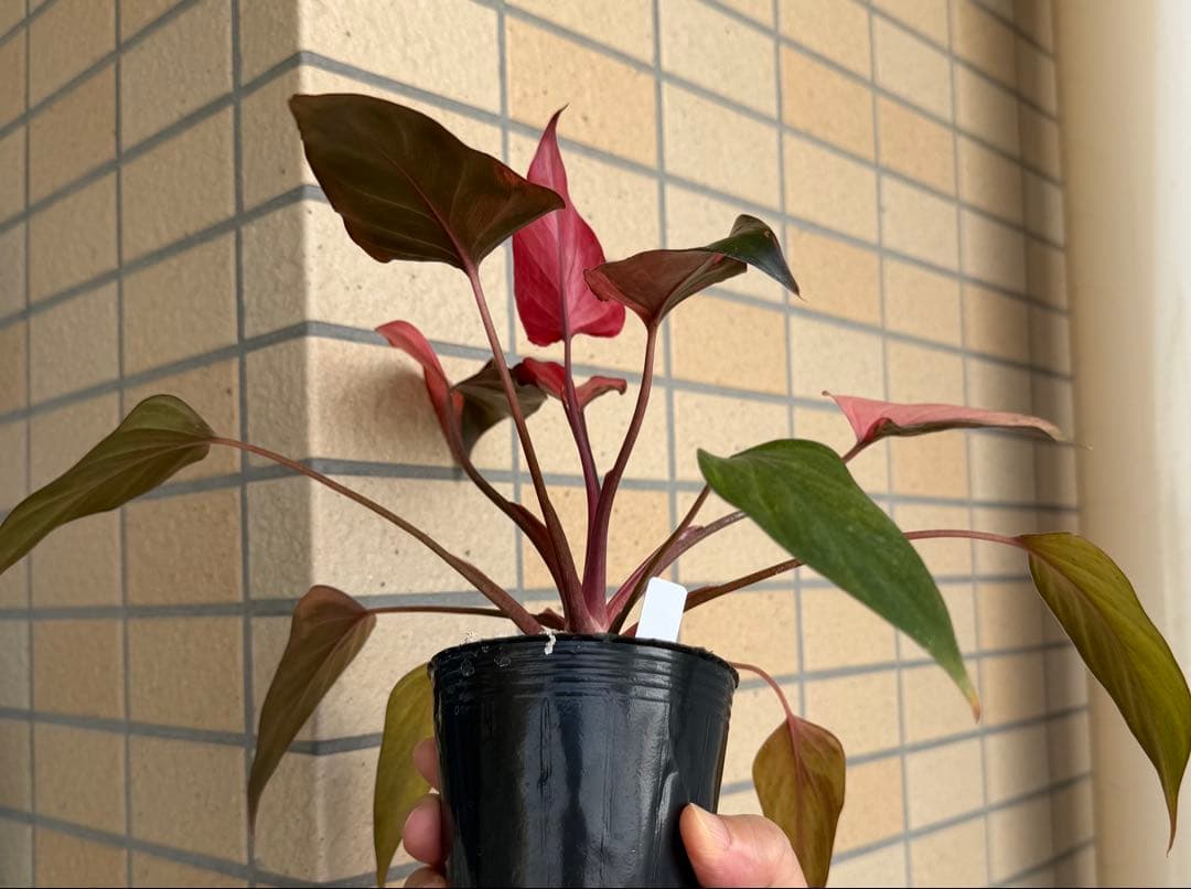 希少　ホマロメナ　ピンクダイヤモンド　大型美株　鉢ごとメルカリ便②