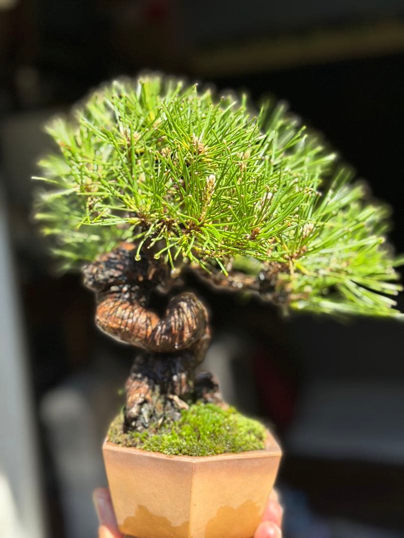 黒松　盆栽