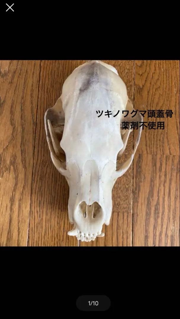 頭蓋骨　ツキノワグマ頭蓋骨　熊の骨オブジェ　希少コレクション　薬剤不使用