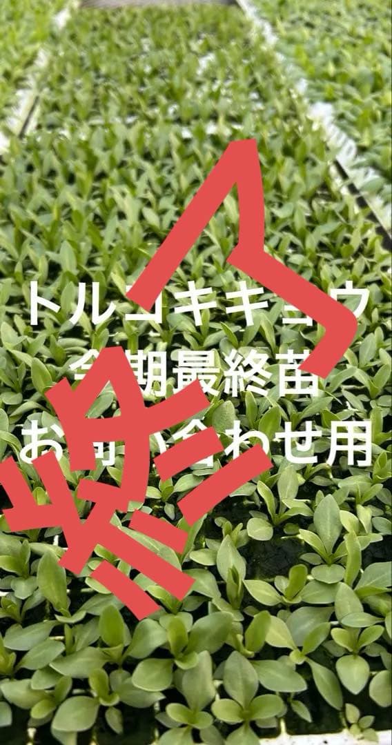 トルコキキョウ　ユーストマ苗　お問い合わせ用　１セット１６本