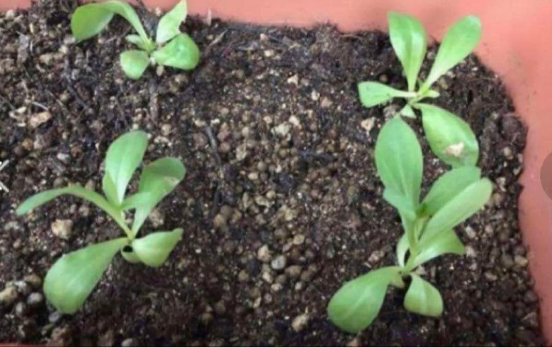 トルコキキョウ　ユーストマ苗　お問い合わせ用　１セット１６本