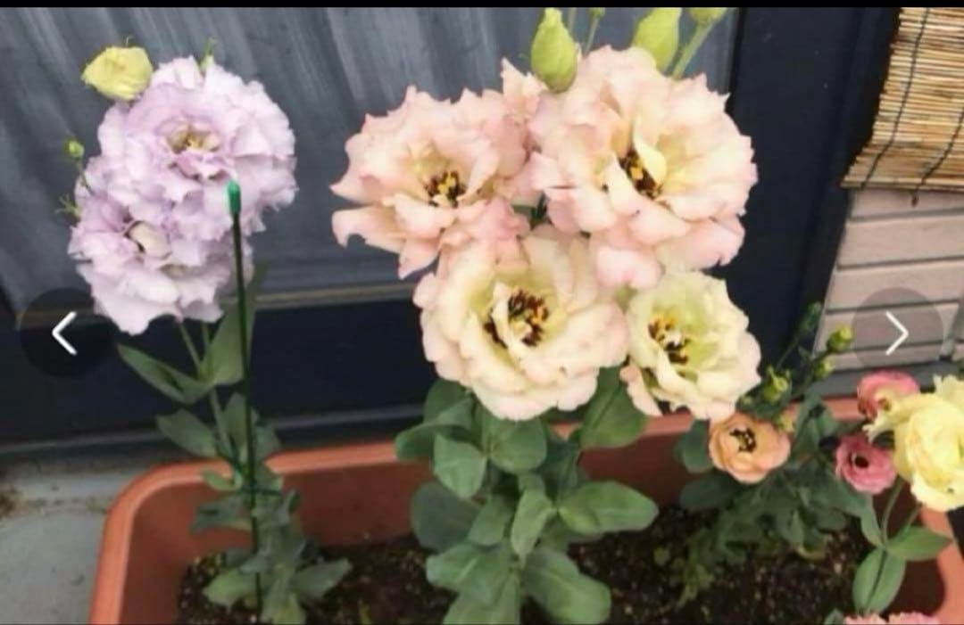 トルコキキョウ　ユーストマ苗　お問い合わせ用　１セット１６本