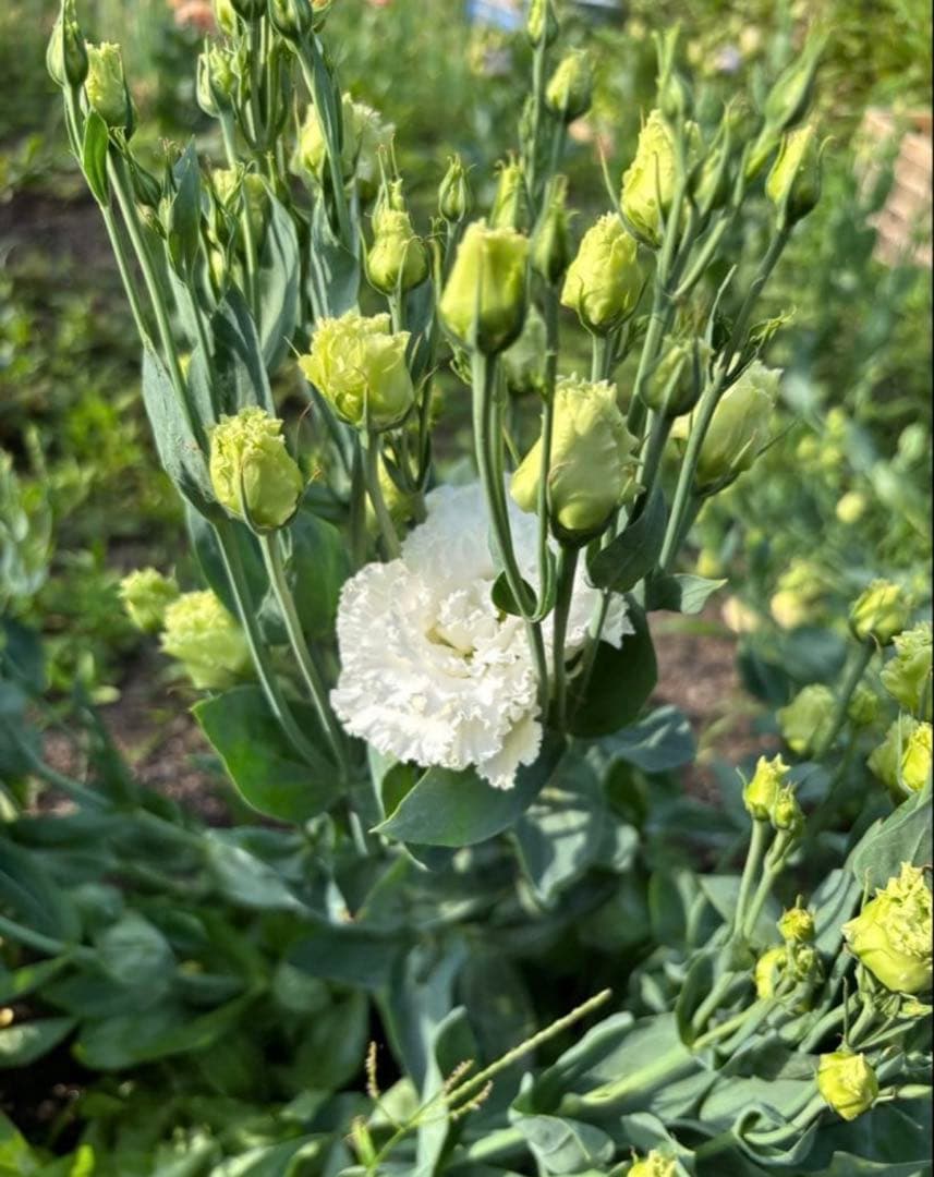 トルコキキョウ　ユーストマ苗　お問い合わせ用　１セット１６本