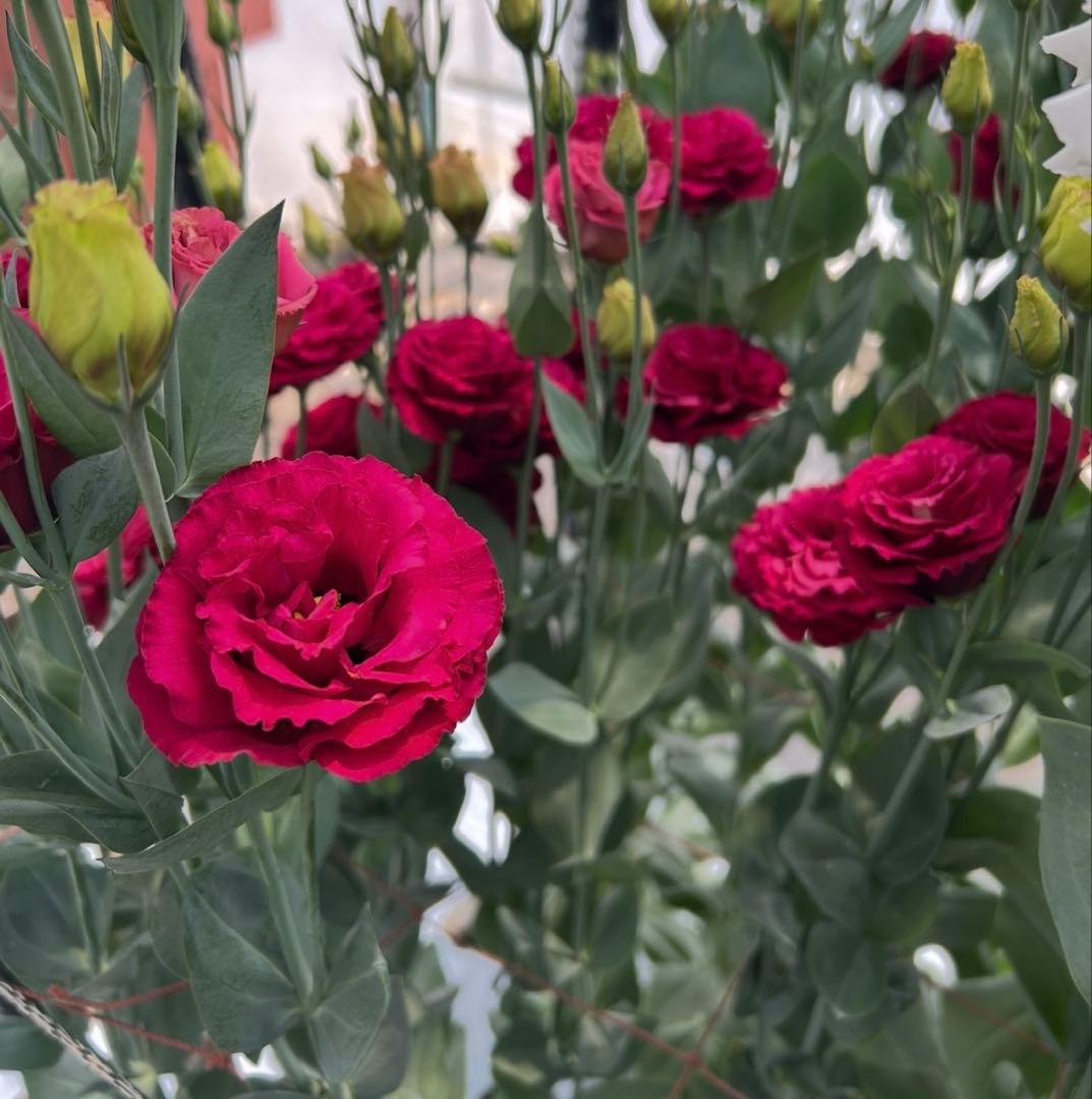 トルコキキョウ　ユーストマ苗　お問い合わせ用　１セット１６本