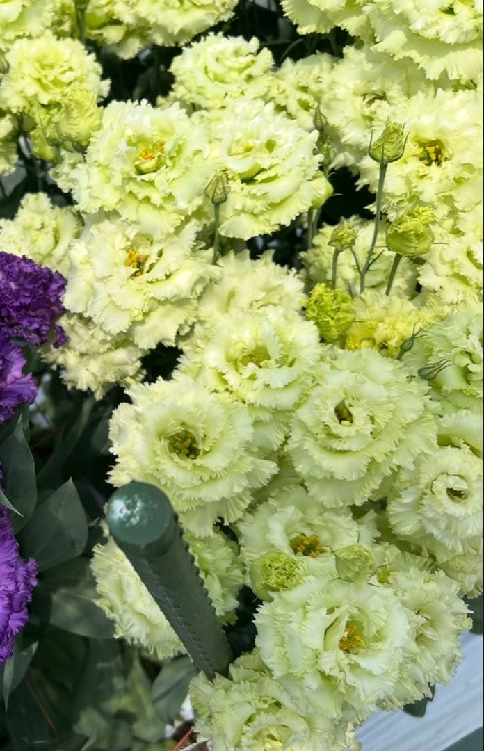 トルコキキョウ　ユーストマ苗　お問い合わせ用　１セット１６本