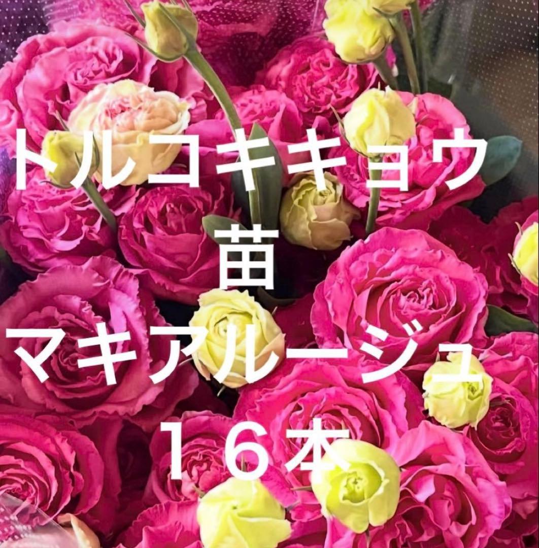 トルコキキョウ　ユーストマ苗　お問い合わせ用　１セット１６本