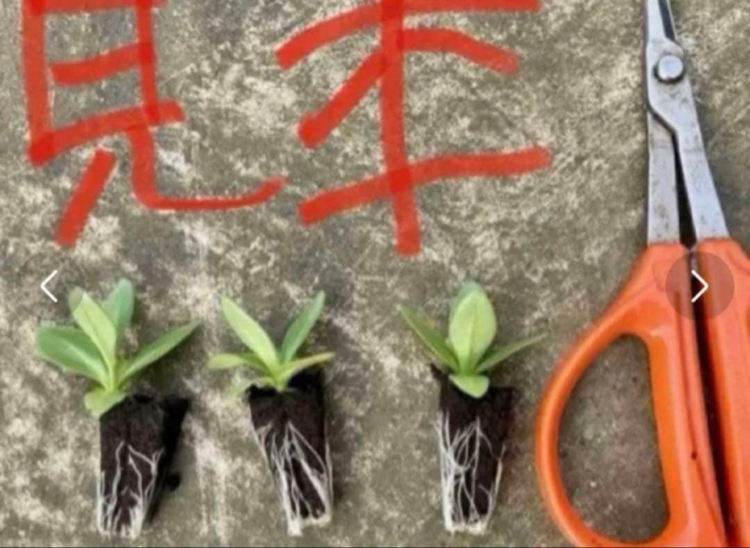 トルコキキョウ　ユーストマ苗　お問い合わせ用　１セット１６本