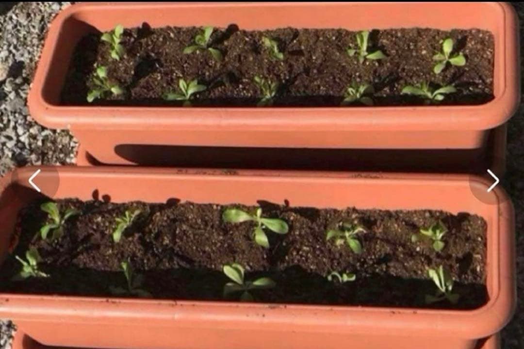 トルコキキョウ　ユーストマ苗　お問い合わせ用　１セット１６本