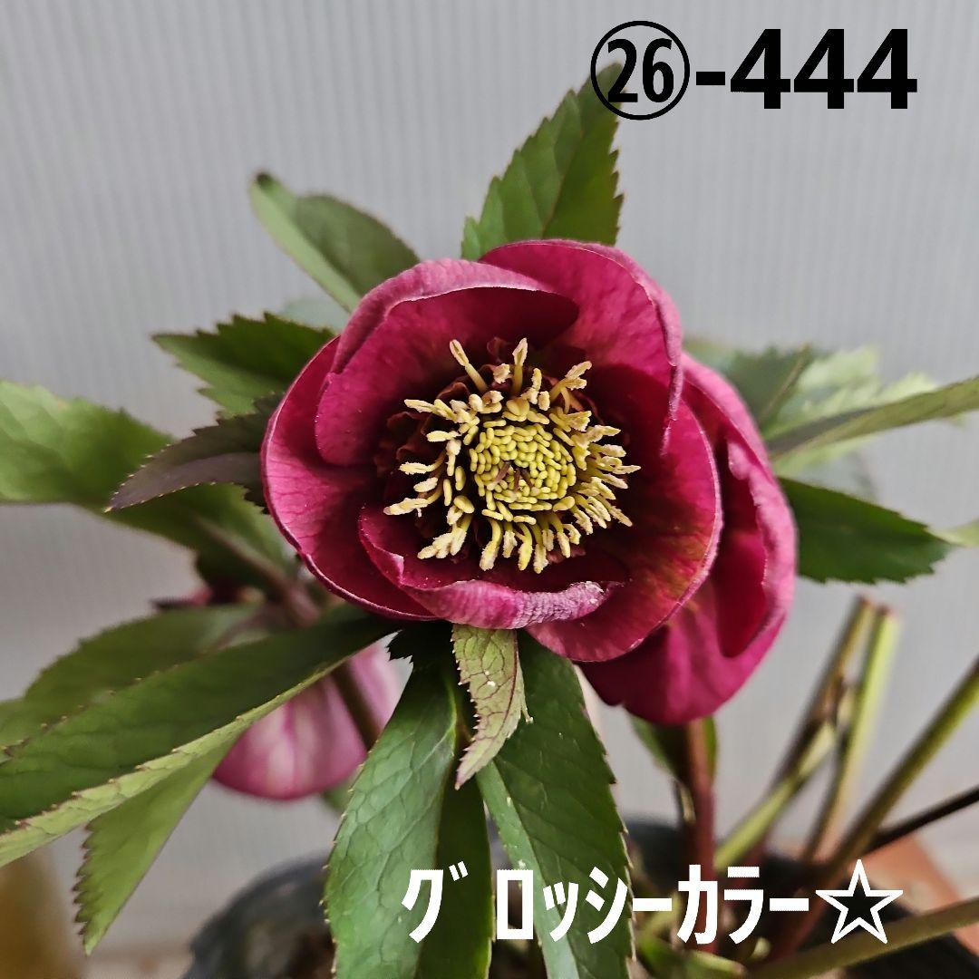 ㉖-444クリスマスローズ