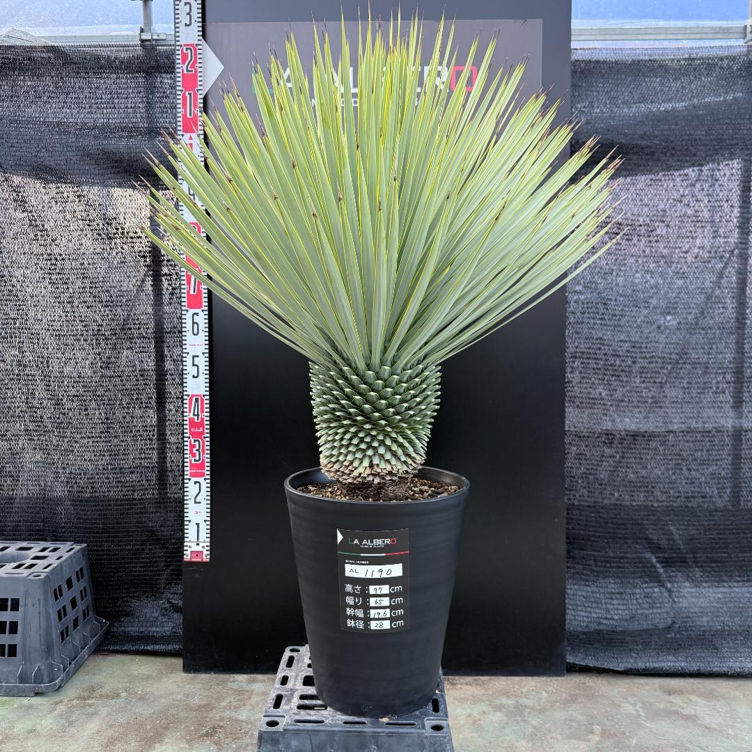 【AL1190】ユッカ　ロストラータ シルバーブルー　超美形　極太　感動個体