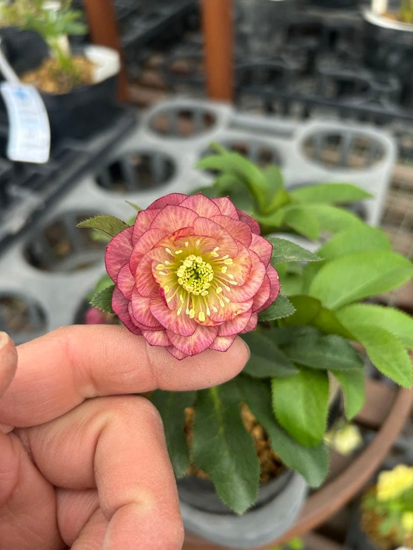 加藤農園 小輪アプリコット交配 クリスマスローズ 同梱可能