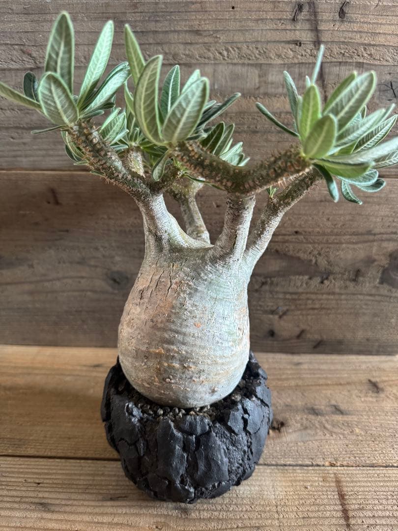 【美形株】 パキポディウム グラキリス 現地球 塊根植物 パキプス