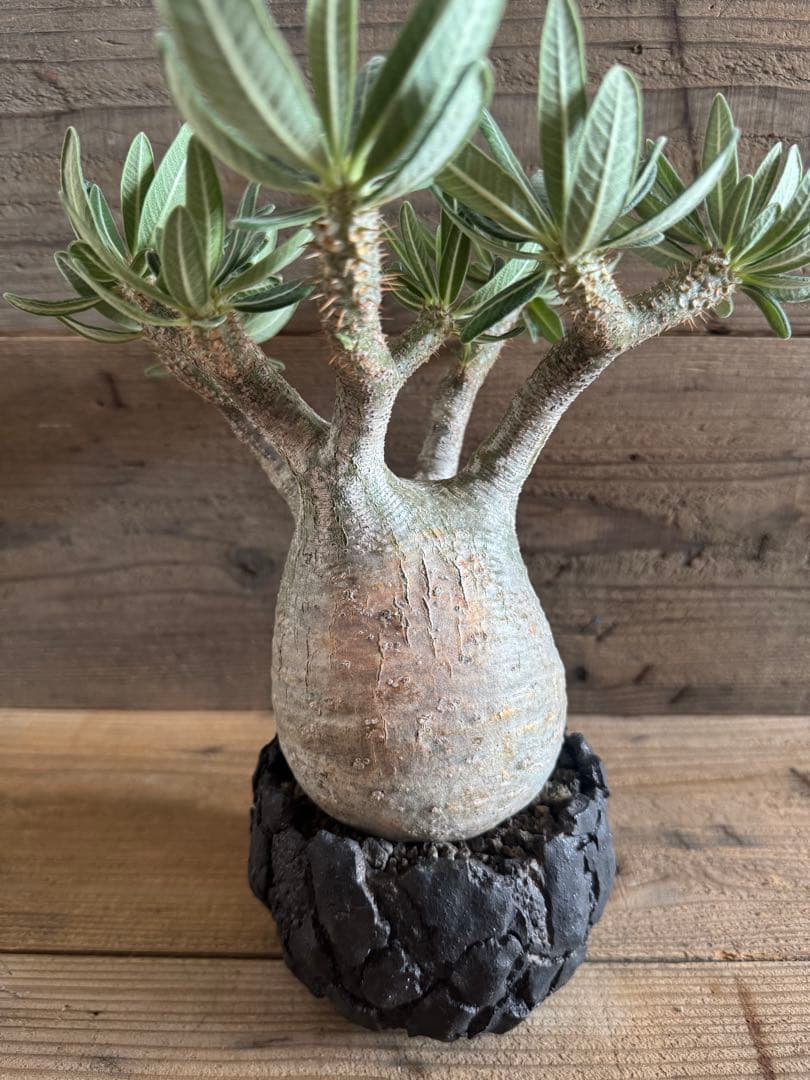 【美形株】 パキポディウム グラキリス 現地球 塊根植物 パキプス