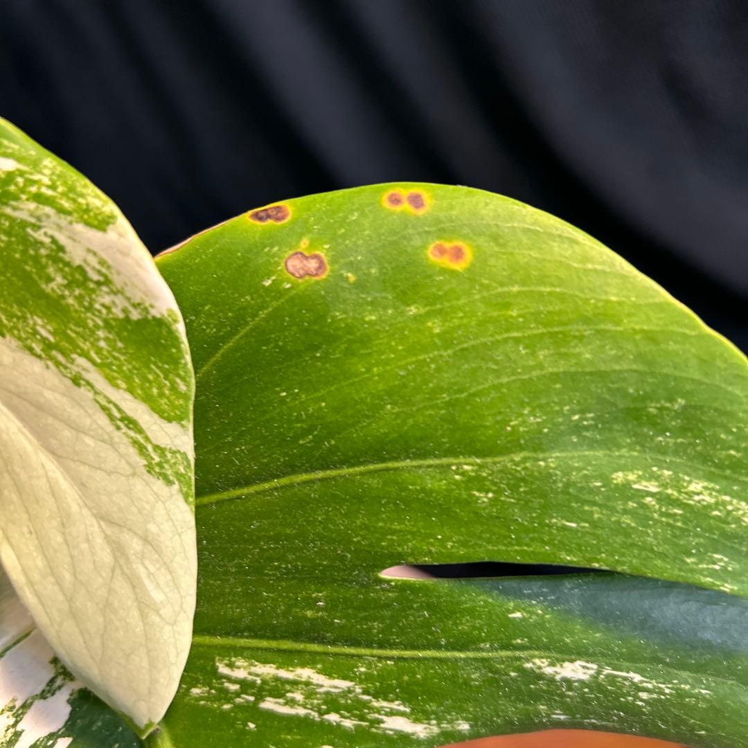モンステラボルシギアナホワイトタイガー鉢植えまま発送