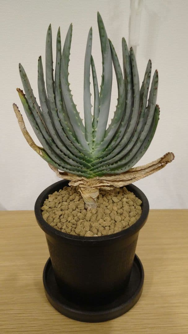 美優良株 アロエ コンプレッサ シストフィラ 実生株