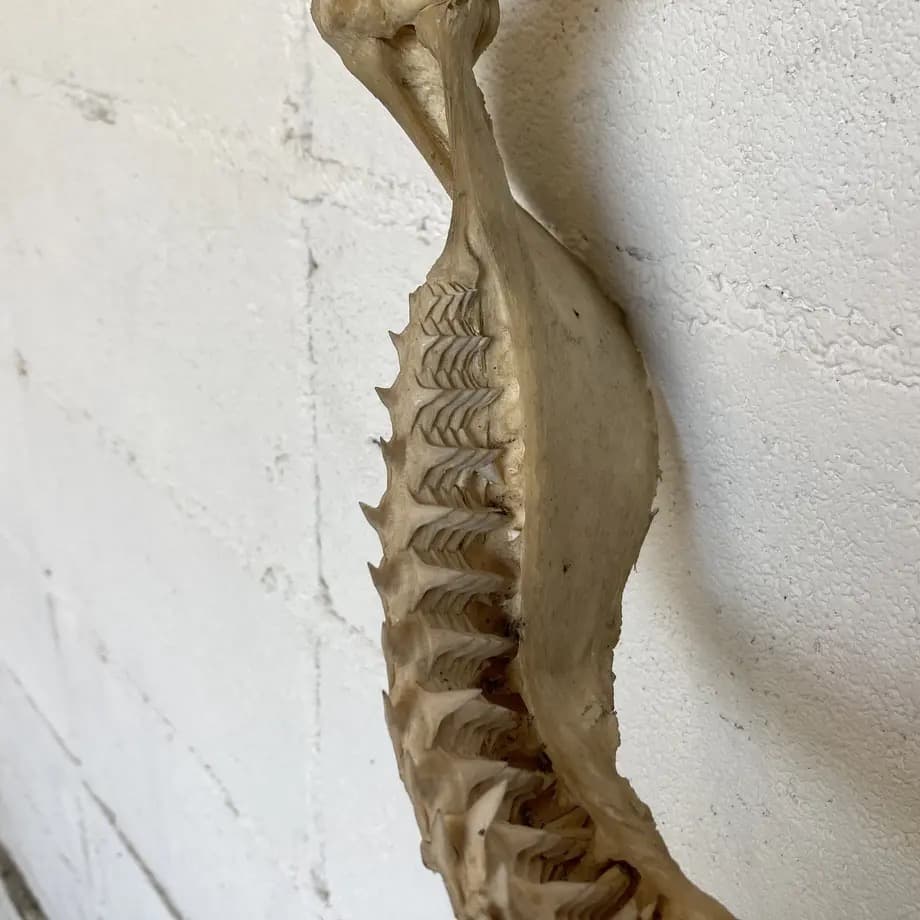 と*ろ様 サメ　歯　オブジェ　標本